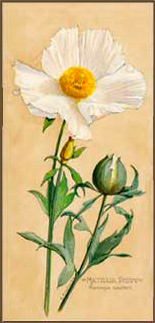 Matilija Poppy