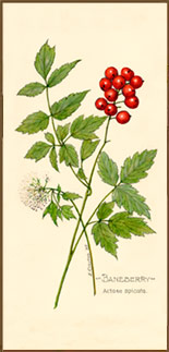 Baneberry