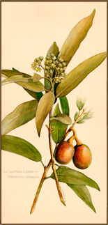 California Bay Laurel