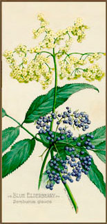 Blue Elderberry