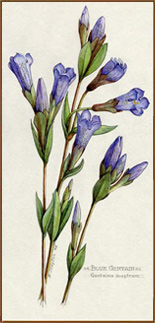 Blue Gentian