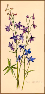 Blue Larkspur