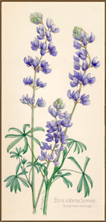 Blue and White Lupine