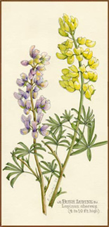 Bush Lupine