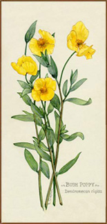 Bush Poppy