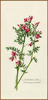 Chaparral Pea