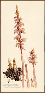 Coral Root