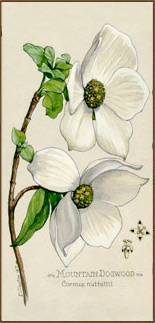 Mountain Dogwood