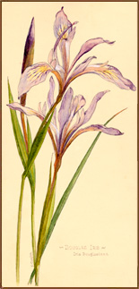 Douglas Iris