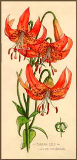 eureka lily