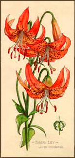 eureka lily