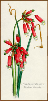 firecracker plant