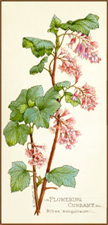 Flowering Currant