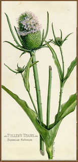 Fullers Teasel