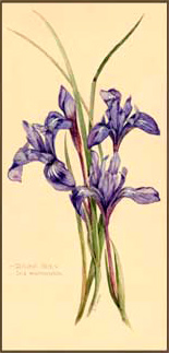 Ground Iris