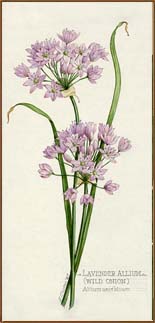 Lavendar Allium