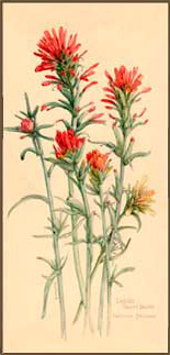 Indian Paint Brush