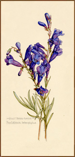 Penstemon