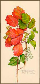 Poison Oak