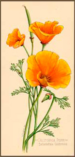 Calfornia Poppy