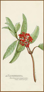 Red Elderberry