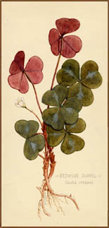 Redwood Sorrel