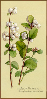 Snow Berry