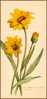 California Sunflower