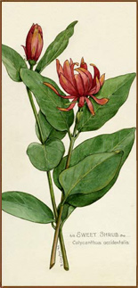 Sweet Shrub