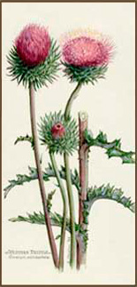 Western Thistle