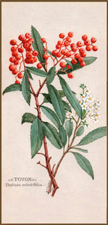 Toyon