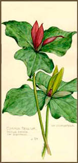 Common Trillium