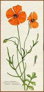 Wind Poppy