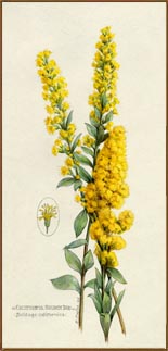 California Goldenrod