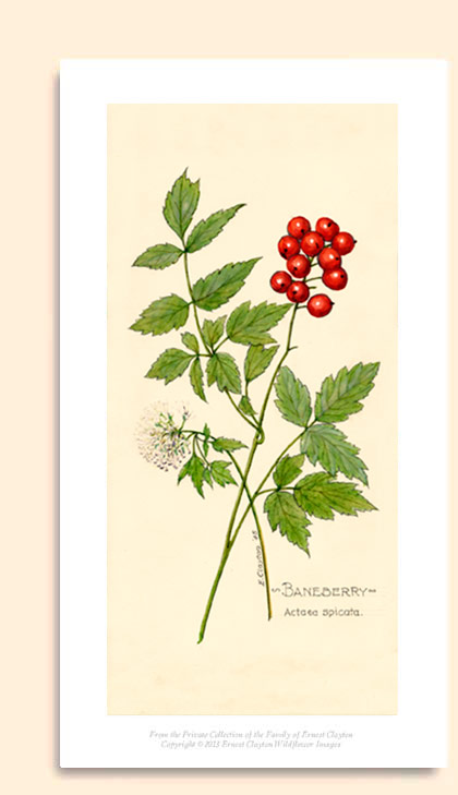 baneberry