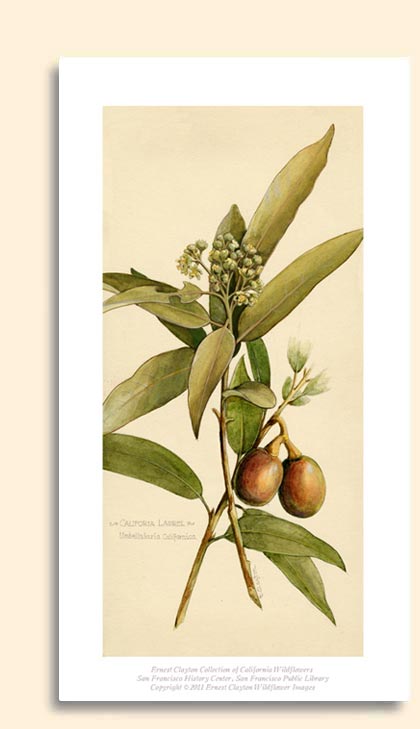 california bay laurel tree