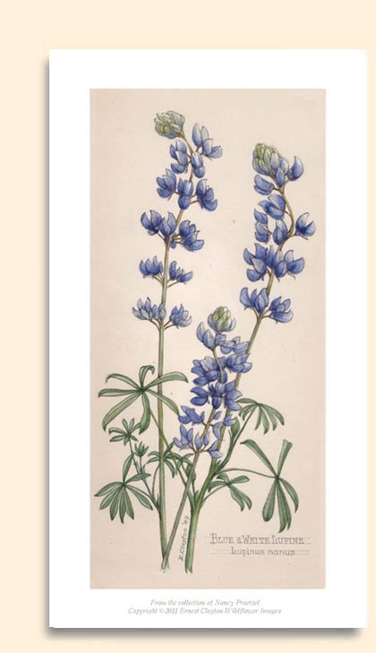 blue and white lupine image