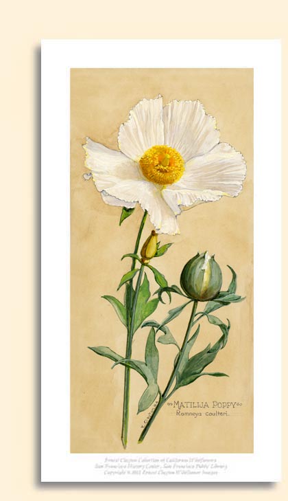 matilija poppy