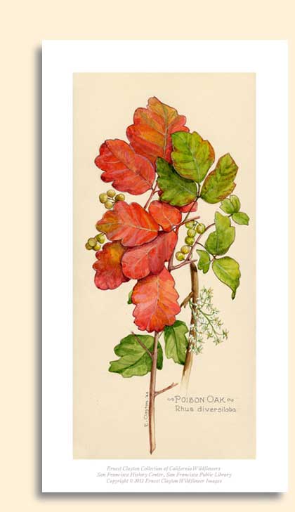 poison oak image