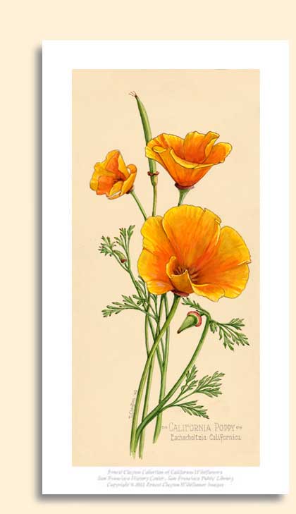 california poppy