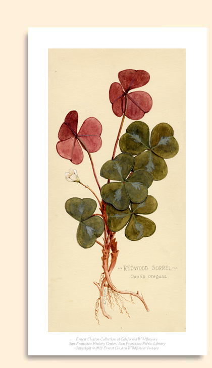 redwood sorrel