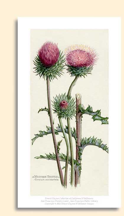 thistle zoom image