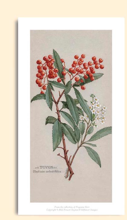 toyon zoom image