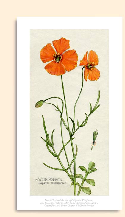 wind poppy image