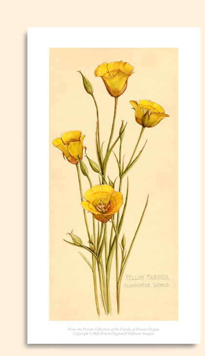 yellow mariposa lily